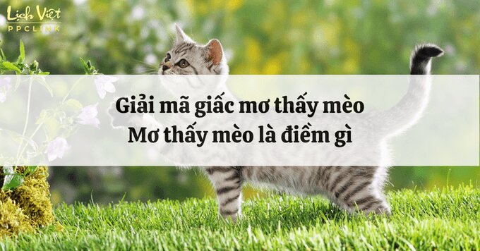 mo-thay-meo